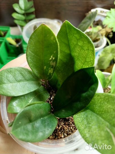 Замиокулькас набор