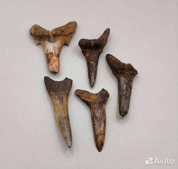 Зубы древних акул (5 шт), Россия / Окаменелости