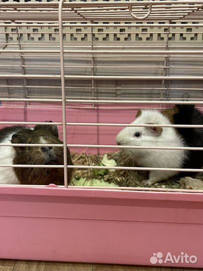 Морские свинки