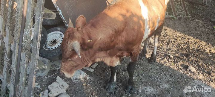 Телята бычки