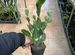 Мексиканский кактус и эхинокактус Грузони
