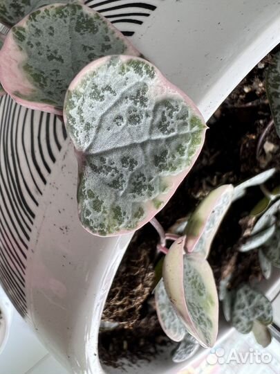 Церопегия вуда вариегатная