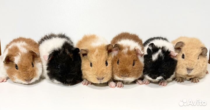 Морская свинка американский Тедди