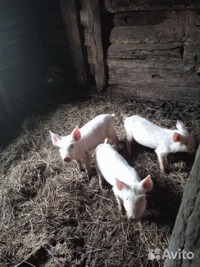 Поросята