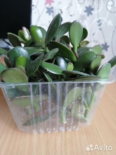 Крассула толстянка