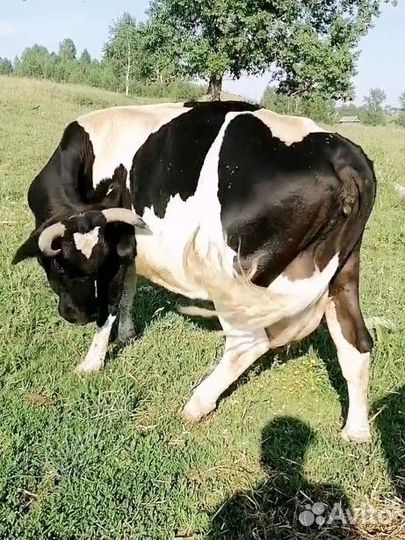 Голштинская корова