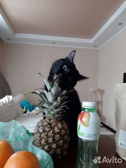 Котик в добрые руки