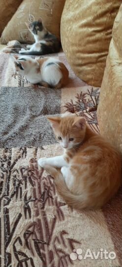 Домашние животные кошки