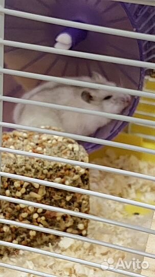 Продам джунгарика