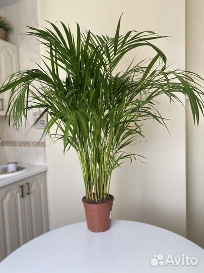 Сочная пальма дипсис 120 см. в кашпо или без