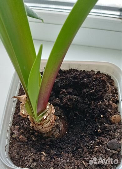 Гиппиаструм