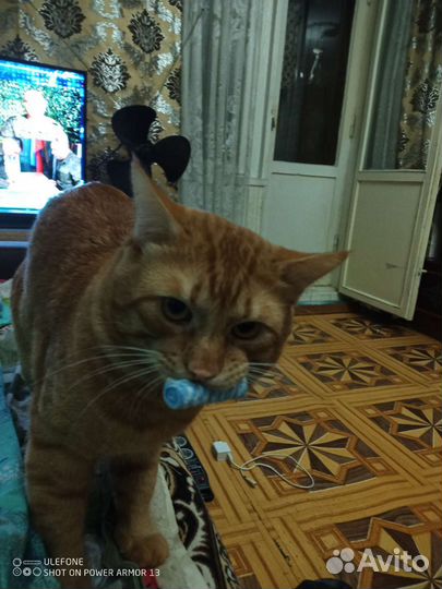 Рыжий кот, вязка