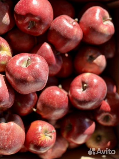 Яблоки оптом