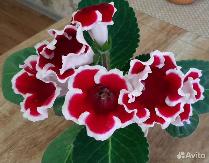 Глоксиния разные сорта лист