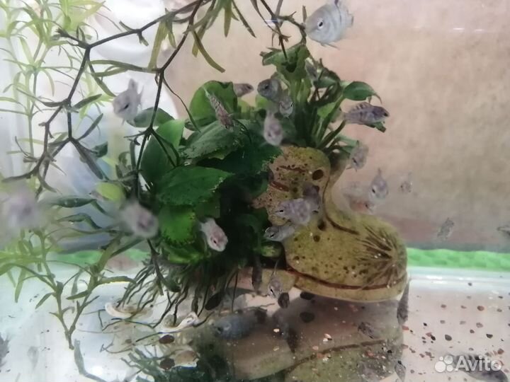 Аквариумные рыбки цихлиды