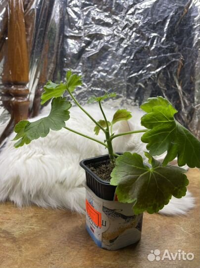 Пеларгония black mamba