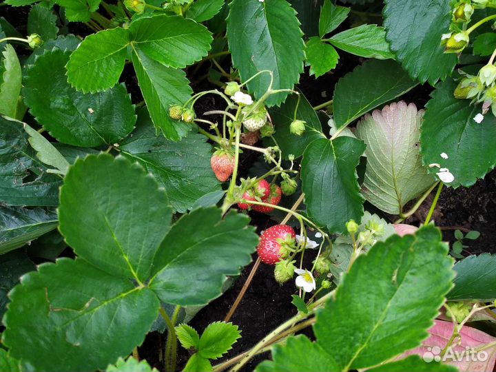 Рассада клубники 