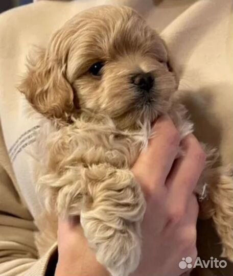 Мальтипу- пудели-мальтез микро мини карманные