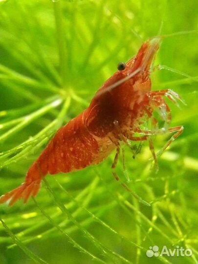 Аквариумные креветки