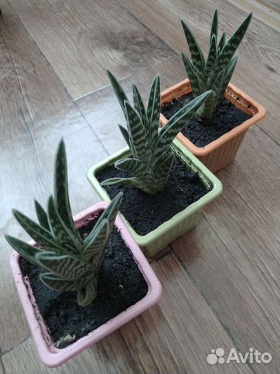 Бегония/Алоэ пёстрое / Сансеверия