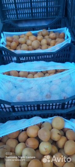 Абрикос свежий для производства