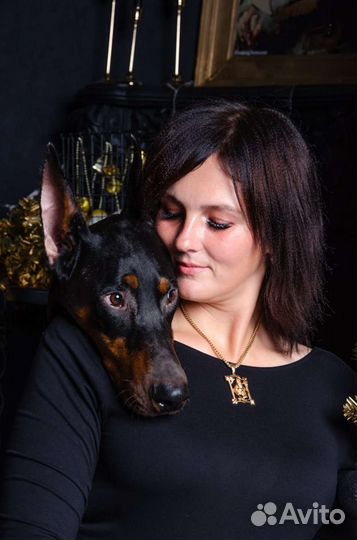 Доберман для фотосессии