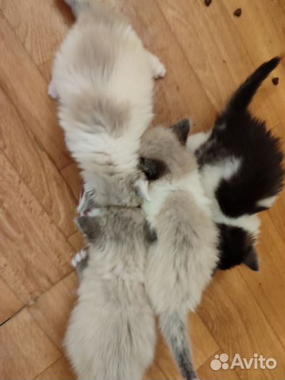 Котята в добрые руки