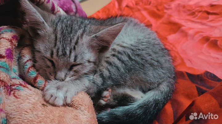 Отдам котенка (девочка) в добрые руки