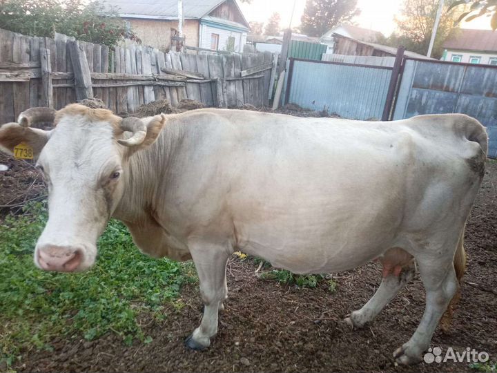 Корова стельная дойная