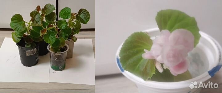 Комнатные растения цветы