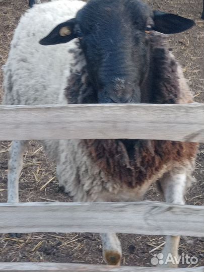 Ярки, бараны, баранчики