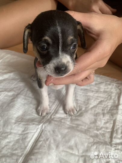 Отдам щенков