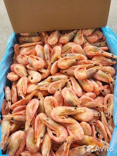 Креветка северная