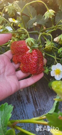 Рассада клубники Купчиха