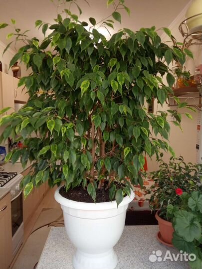 Фикус бенджамина пестролистный