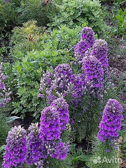 Дельфиниум (Гиацинт)семена