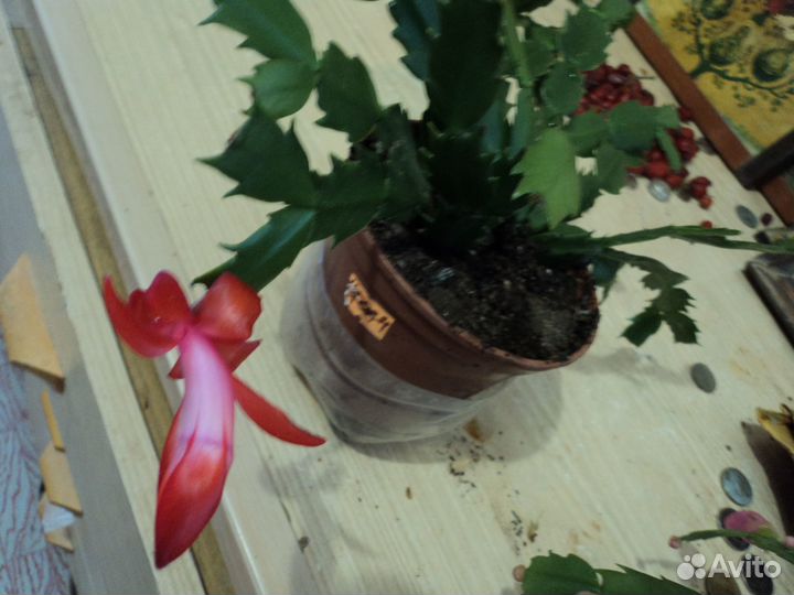 Декабрист Красный и Белый