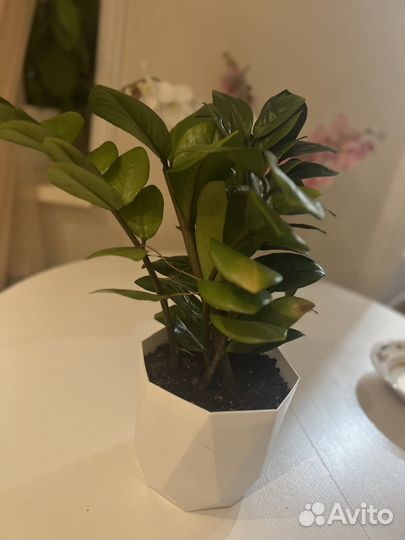 Замиокулькас