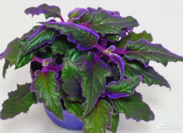 Гинура пушистая 