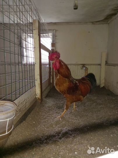 Молодой петух породы Синь Синь Дянь