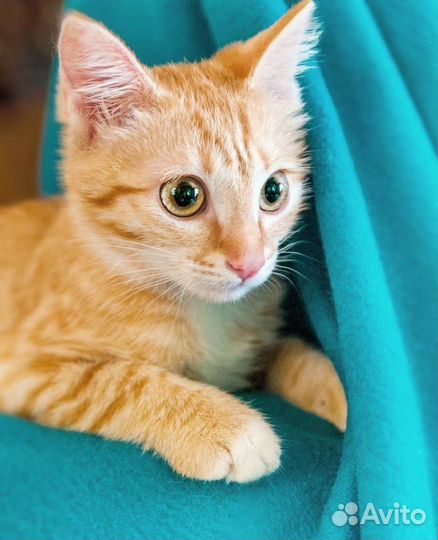 Апельсин - ласковый рыжий мальчик -3мес. ищет дом