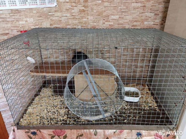 Шиншилла с клеткой, торг уместен