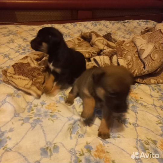 Щенки стаффорда