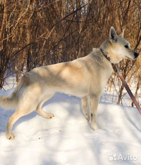 Красавица Лада