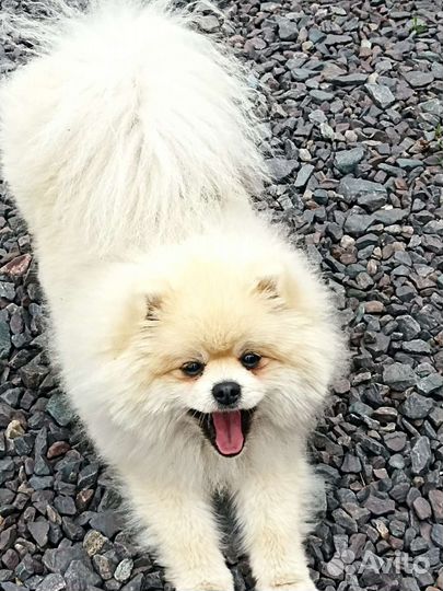 Ишим невесту