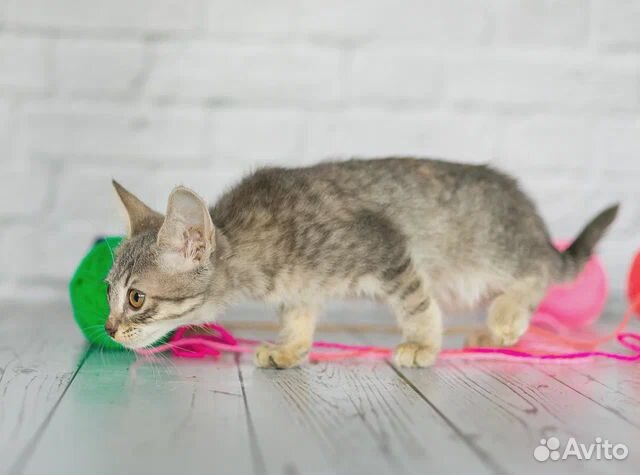 Котёнок-девочка серая. Бесплатно