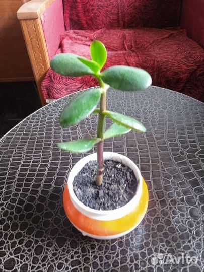 Крассула толстянка