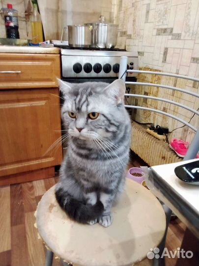 Кот на вязку