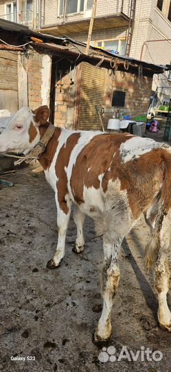 Бычок и тёлка