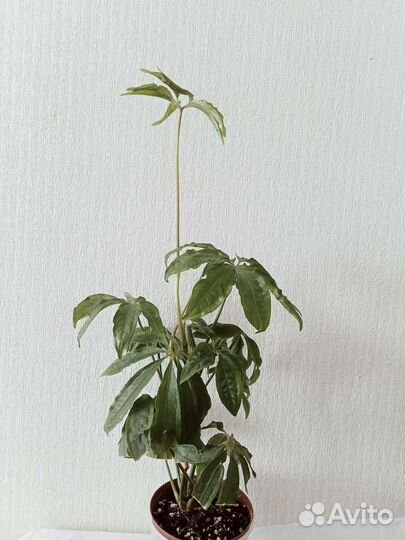 Антуриум рассеченный